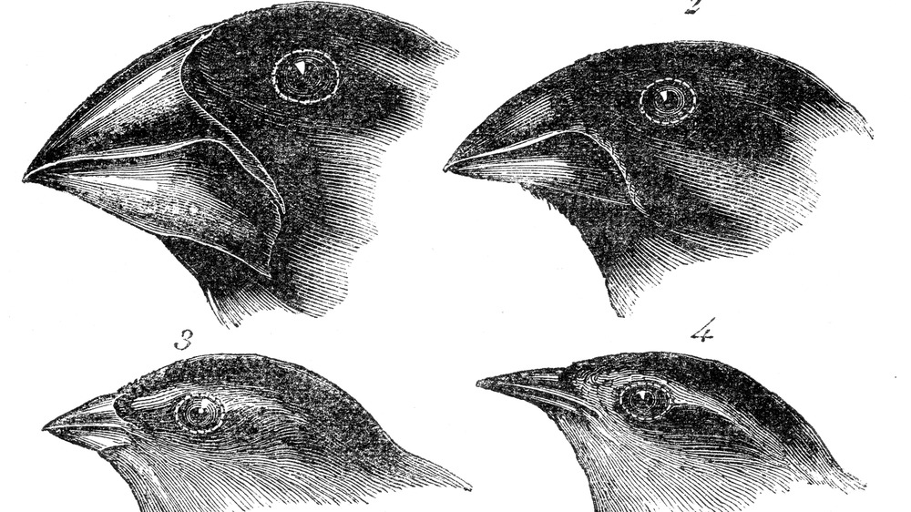 Four finch drawing of Darwin evolution