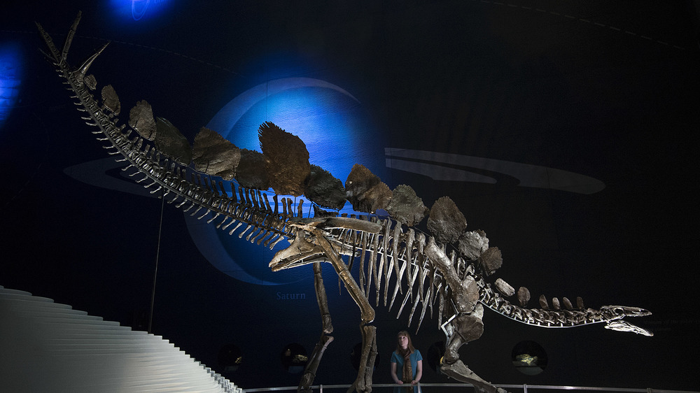 world's most complete Stegosaurus fossil 