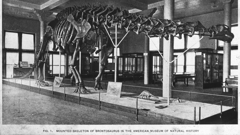 Apatosaurus/Brontosaurus skeleton
