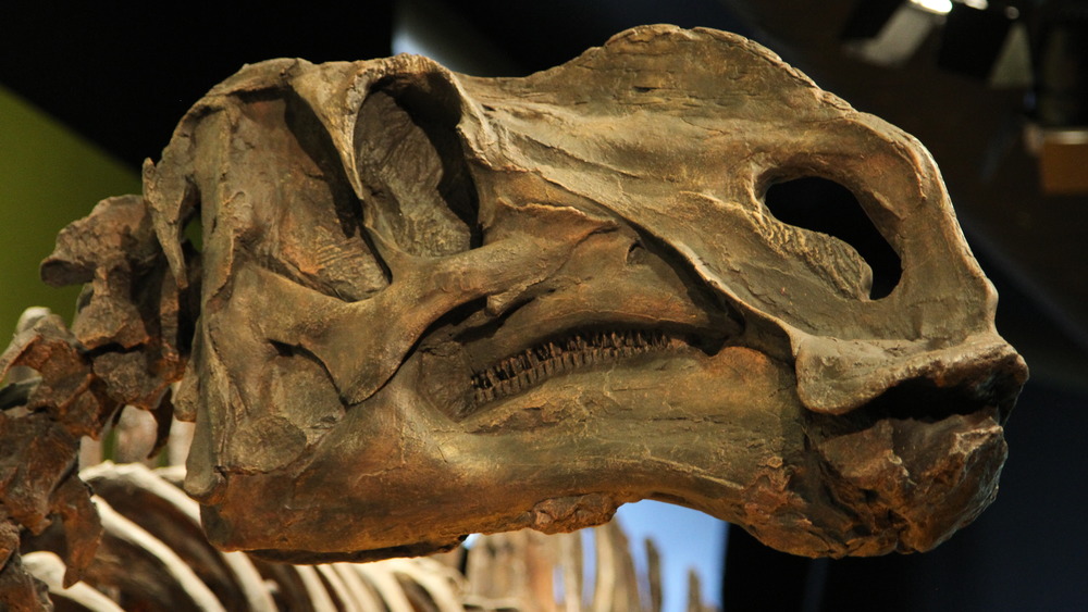 Hadrosaurus skull