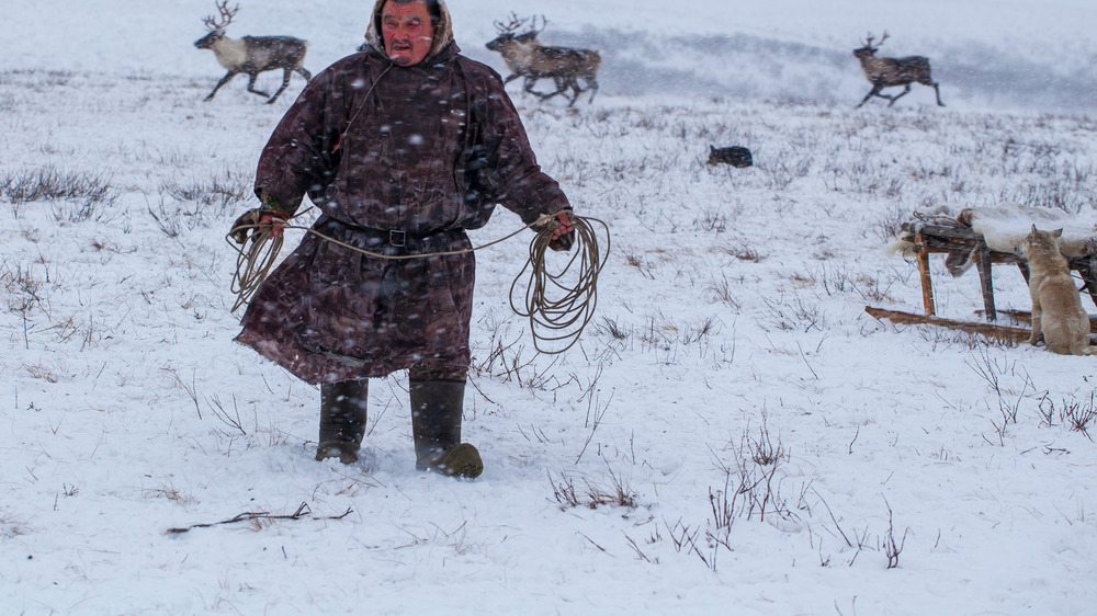 Reindeer herder