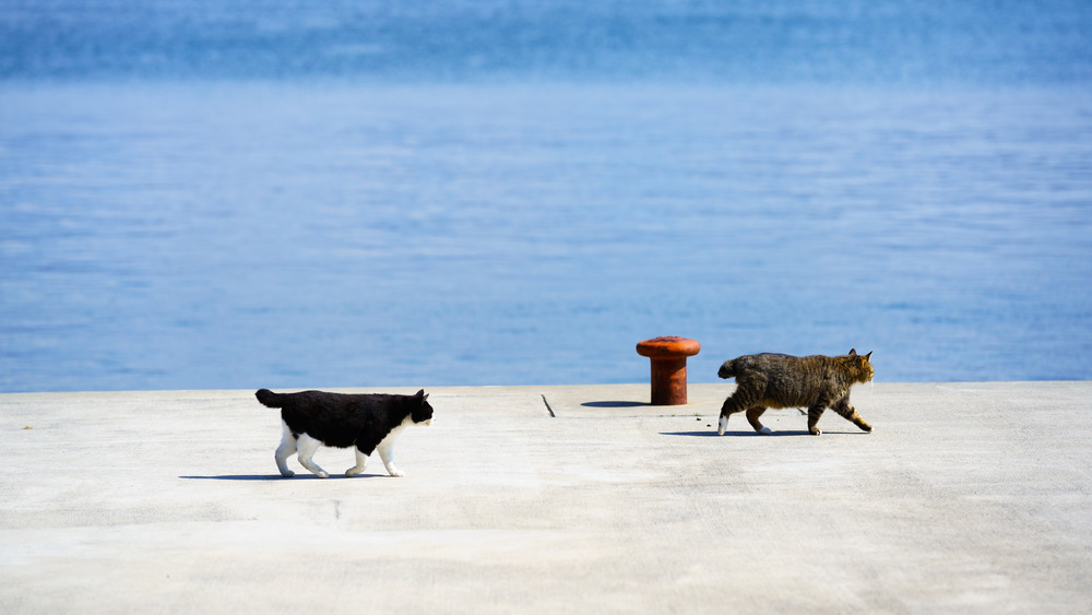 Tashirojima Island's feral cats