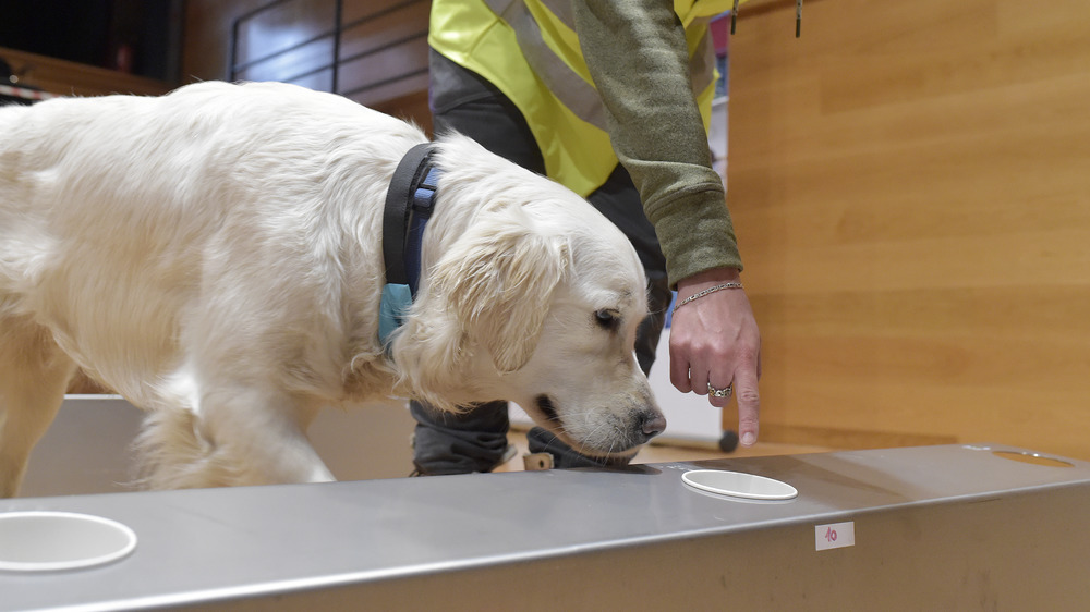 A COVID-19 sniffing dog