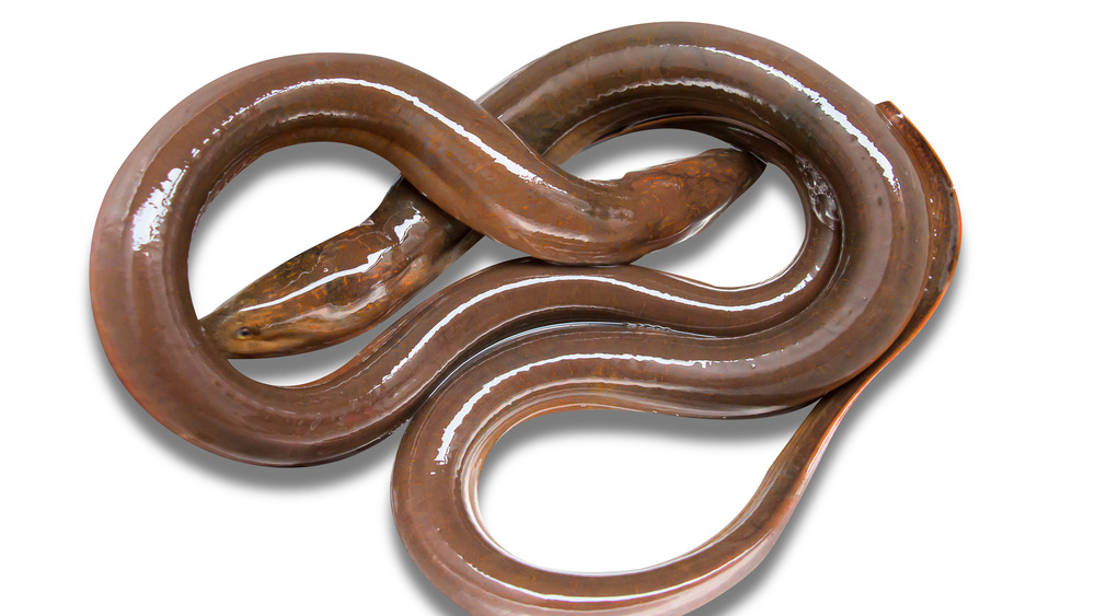 Eel on a white background