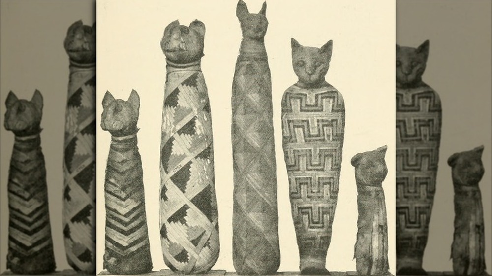Ancient Egyptian cat mummies
