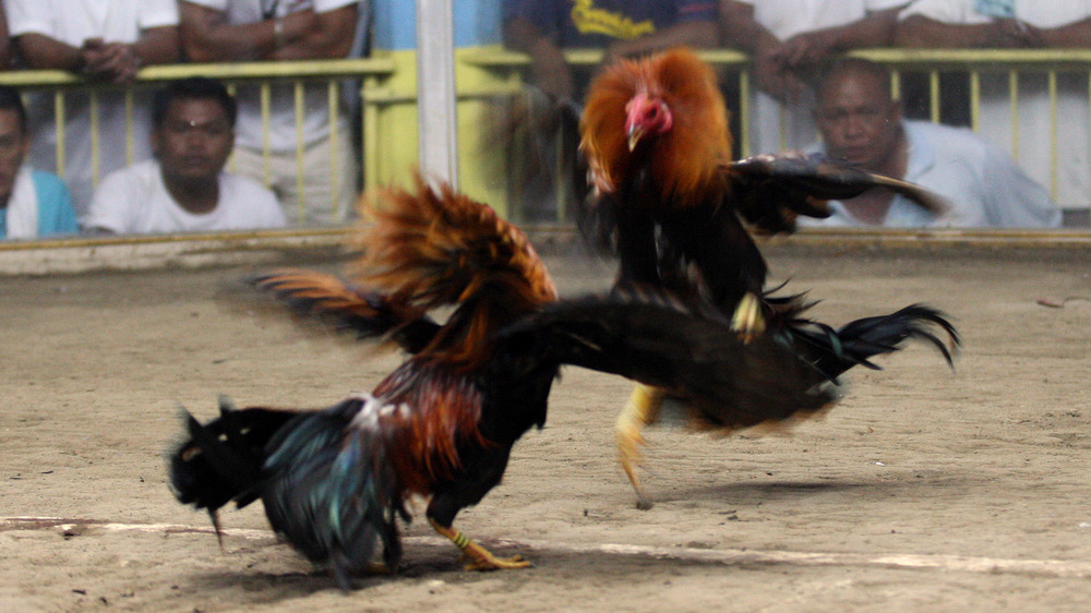 Cockfight in The Philippines, 2011