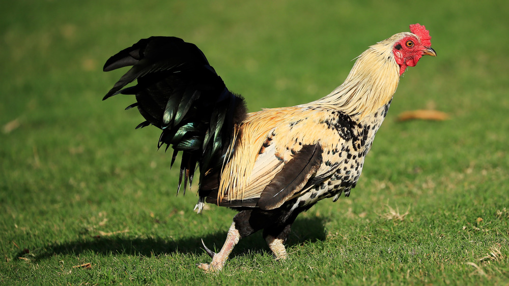 Chicken crossing Bermuda golf course