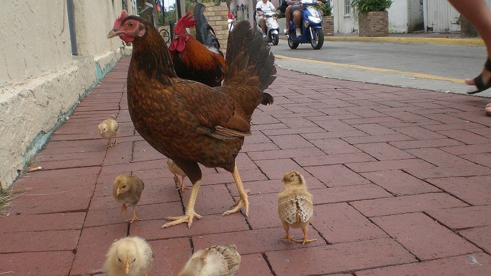 Family of Key West chickens
