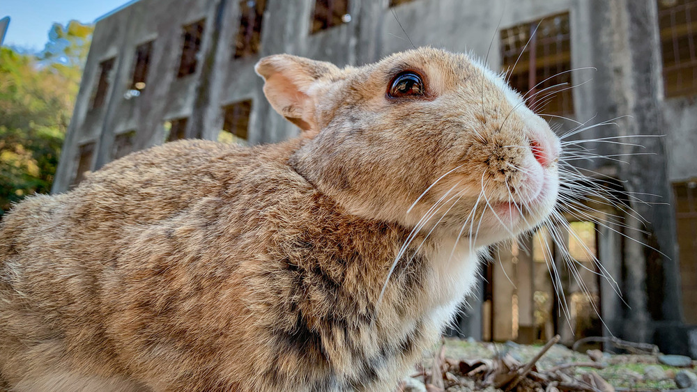 Rabbits of Okunoshima, Japan