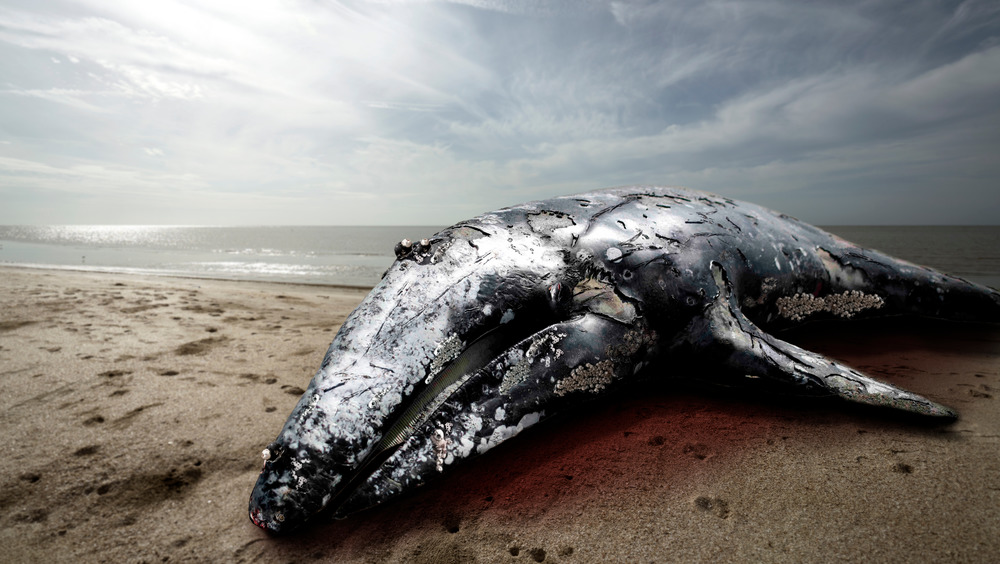 Dead whale on a beach