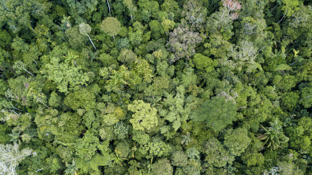 Amazon Rainforest aerial view