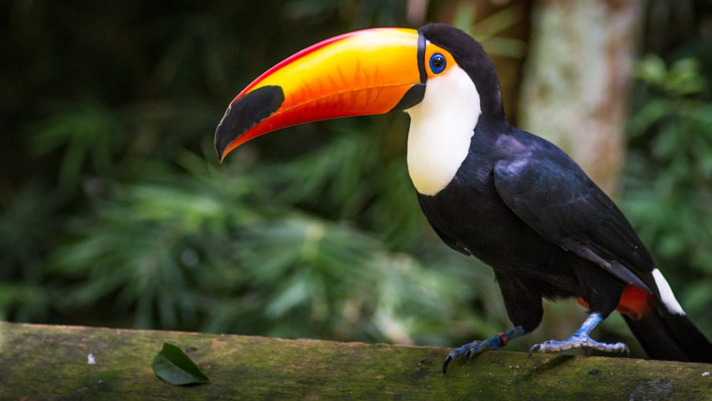 toucan on branch