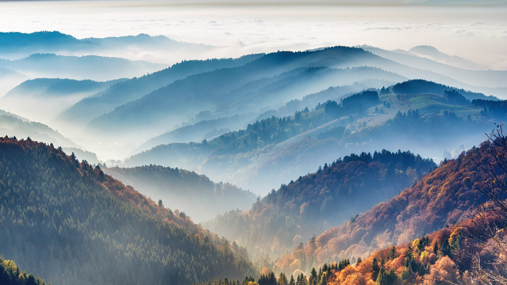 forest and mountains aerial view