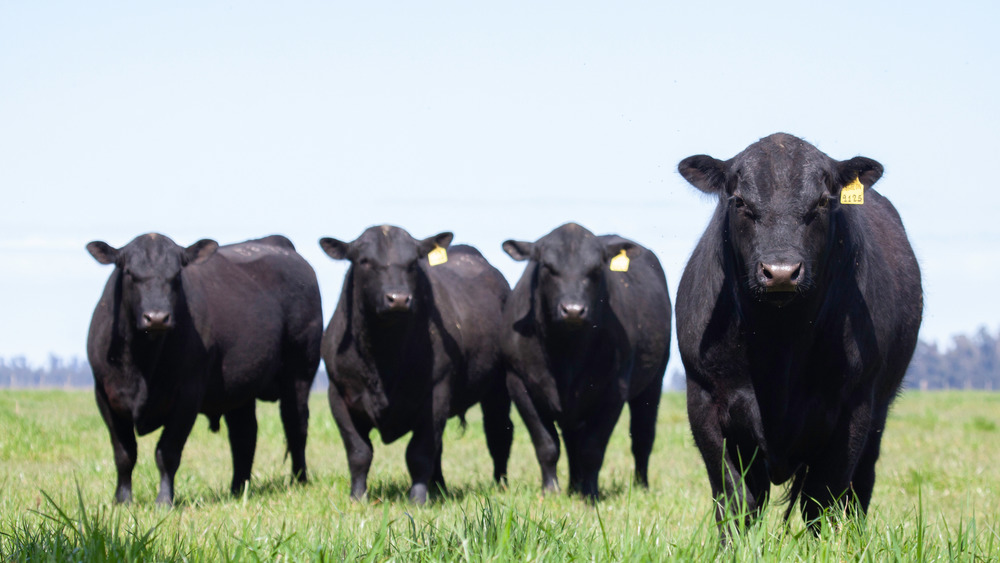 Four Angus cattle standing