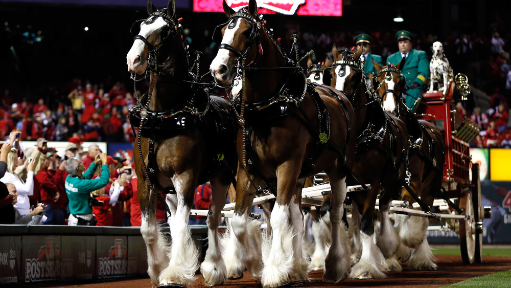Budweiser Clydesdales on the field