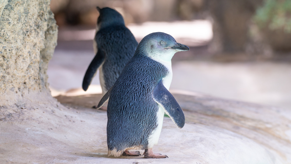 pair of fairy penguins on rock