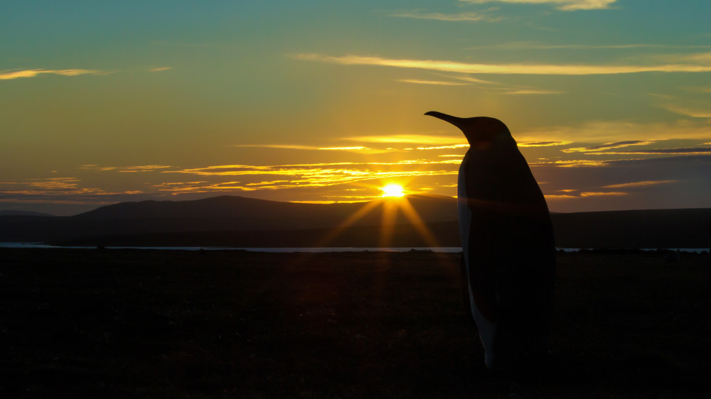 penguin silhouette