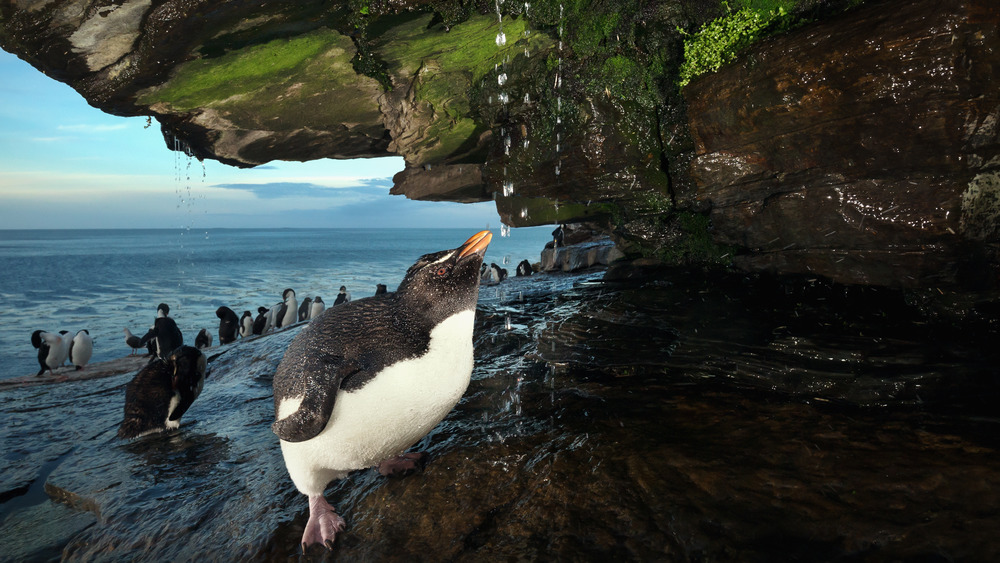 southern rockhopper penguin showering