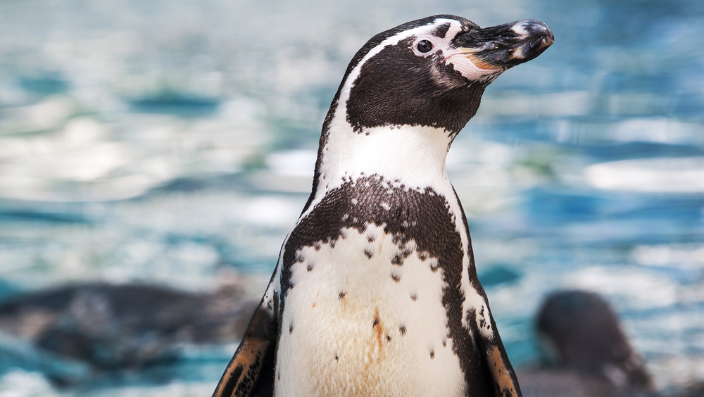 humboldt penguin close-up