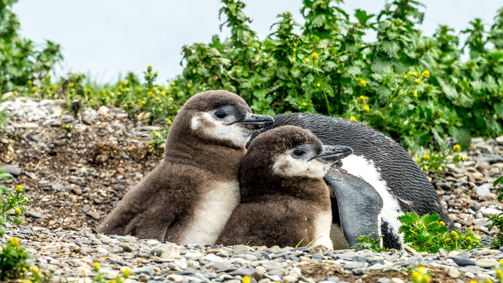 magellanic penguins baby adult cuddling