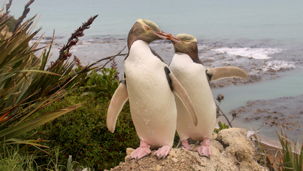 yellow-eyes penguins kissing