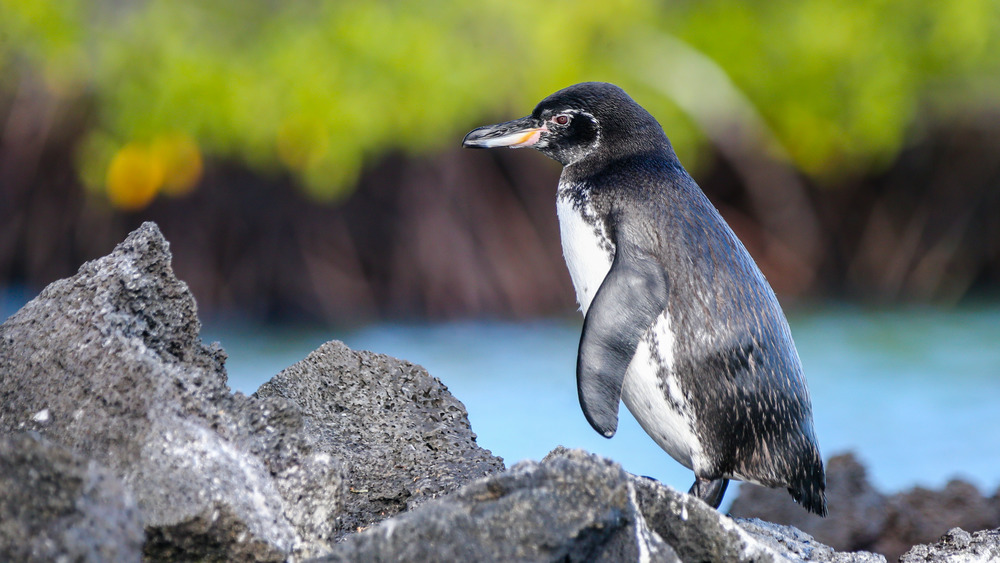 galapagos penguin on the rocks