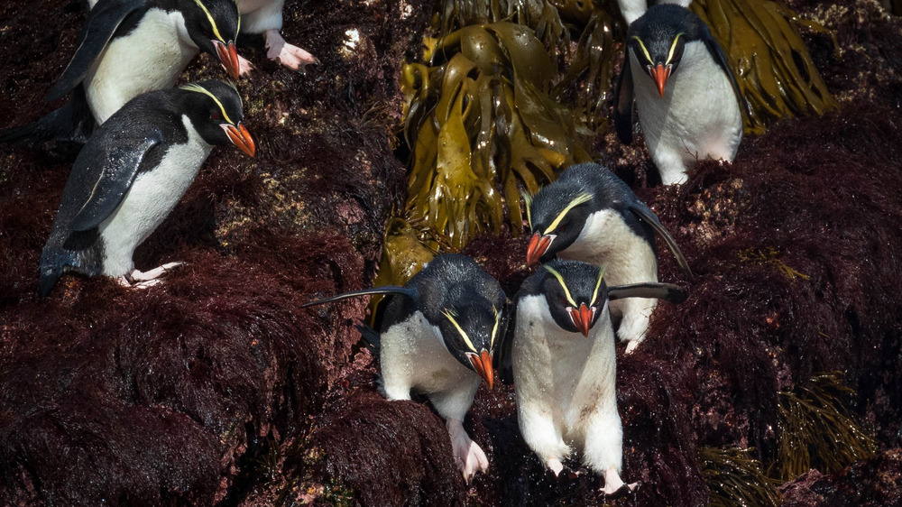 snares penguins jumping