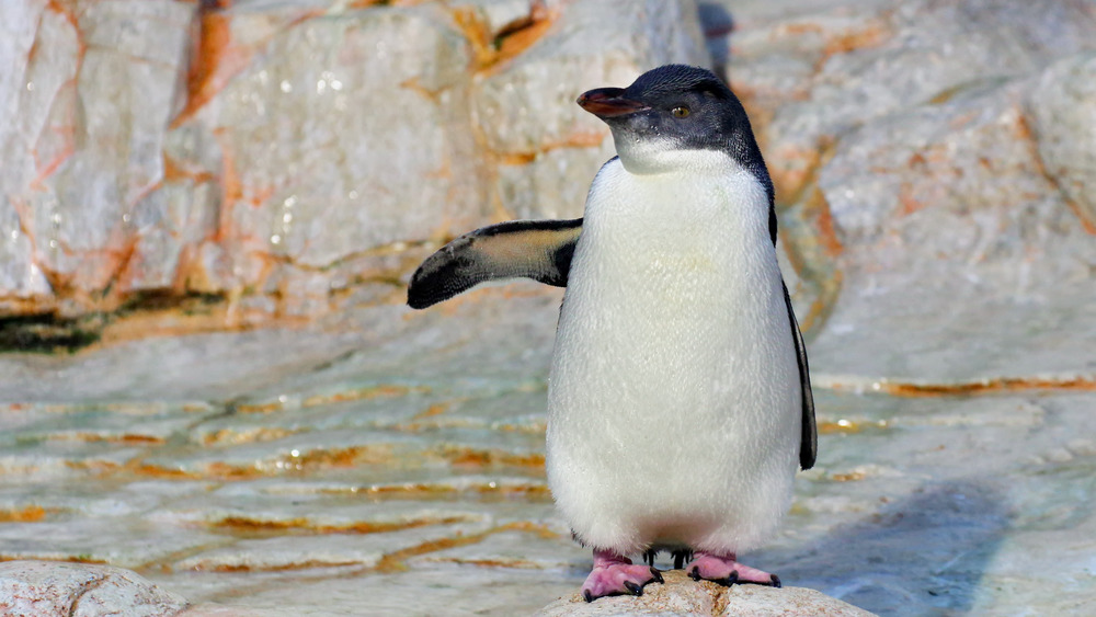 white-flippered penguin flapping wing