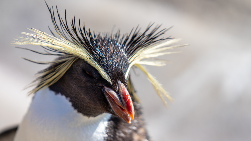 northern rockhopper moseley's penguin up close