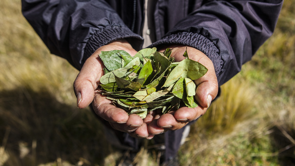 coca leaves