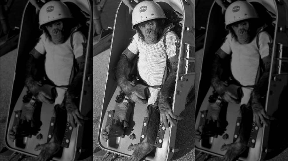 Space monkey in NASA carrier