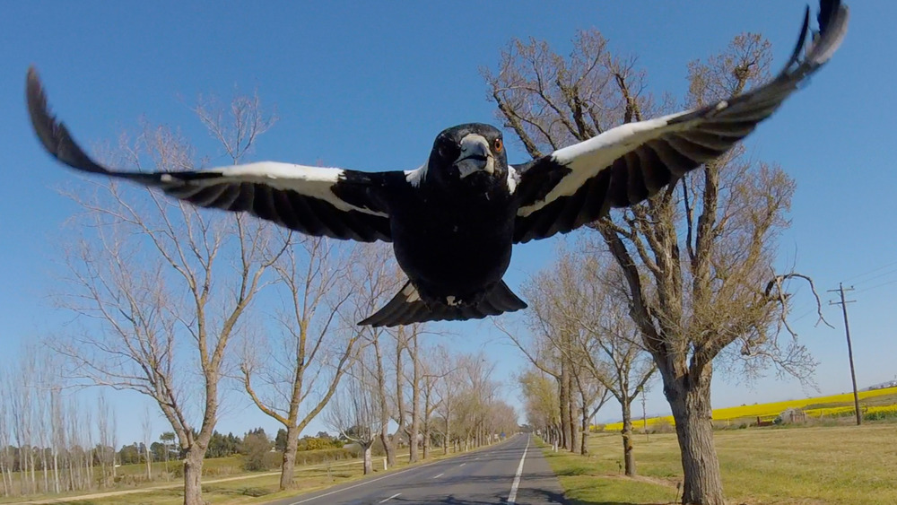 Australian magpie swooping