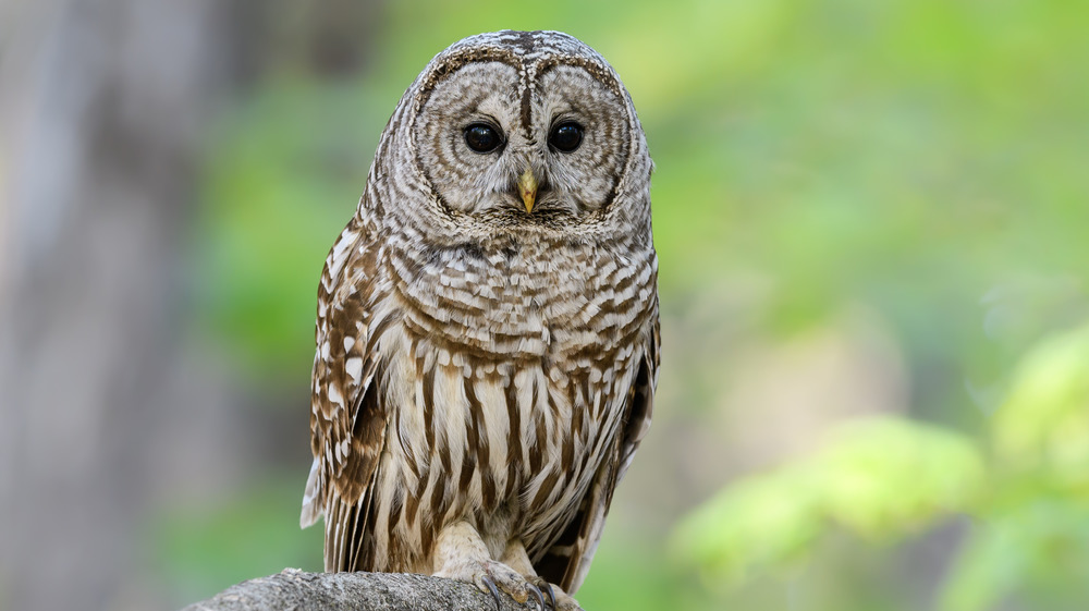 A close-up of a barred owl