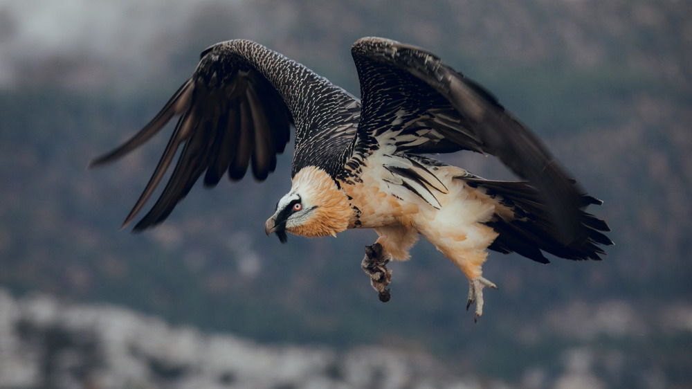 A bearded vulture in flight