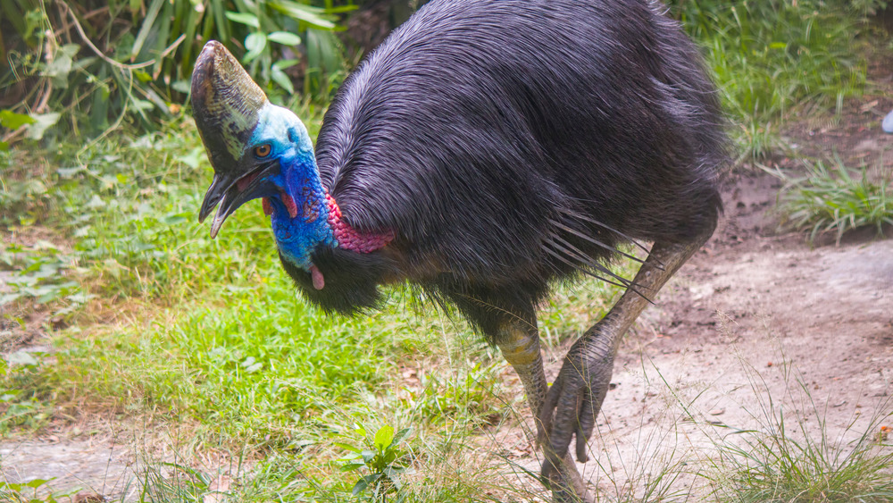 A cassowary walking