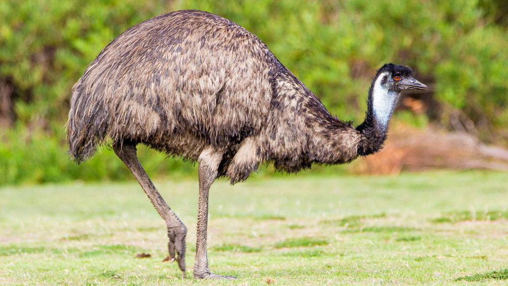 an emu walking 
