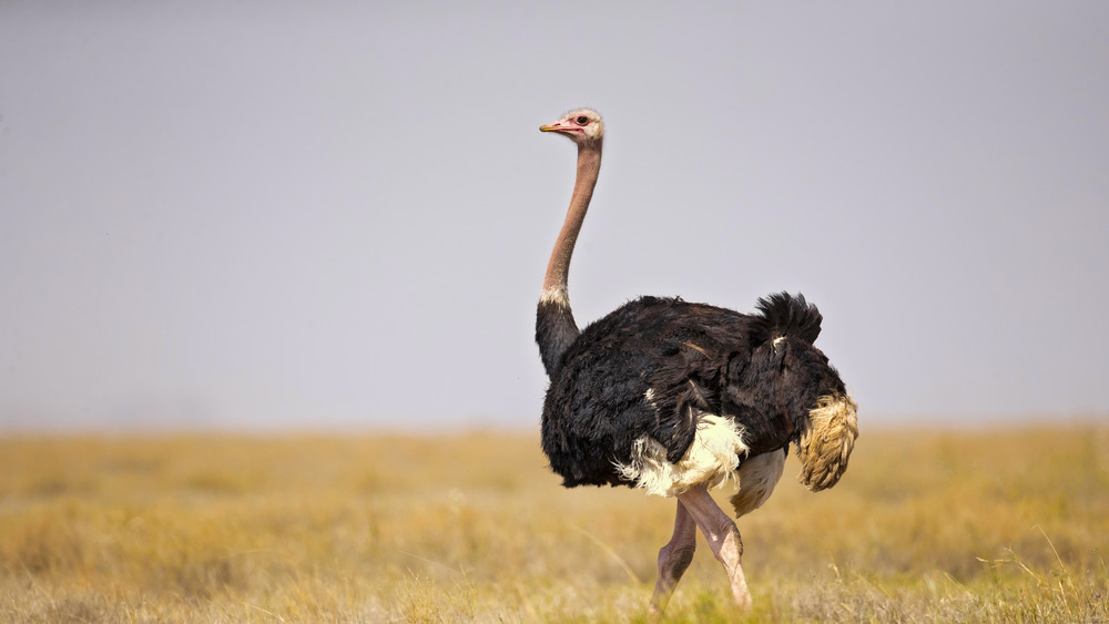 an ostrich walking 