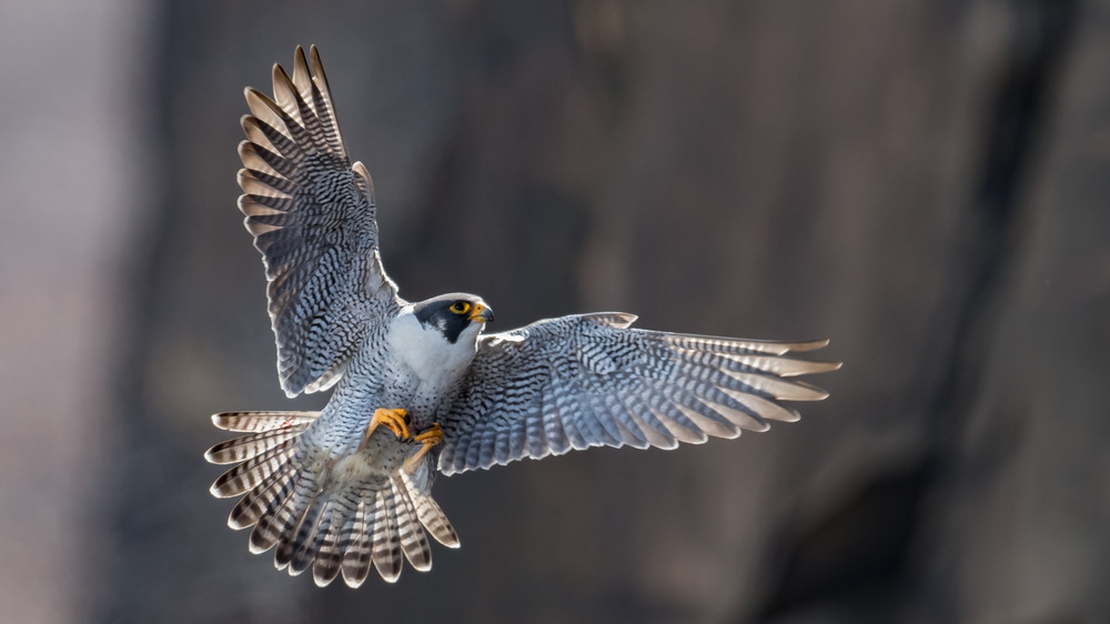 Peregrine falcon flying.