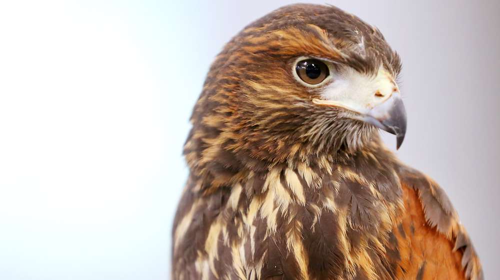 A perched red-tailed hawk.