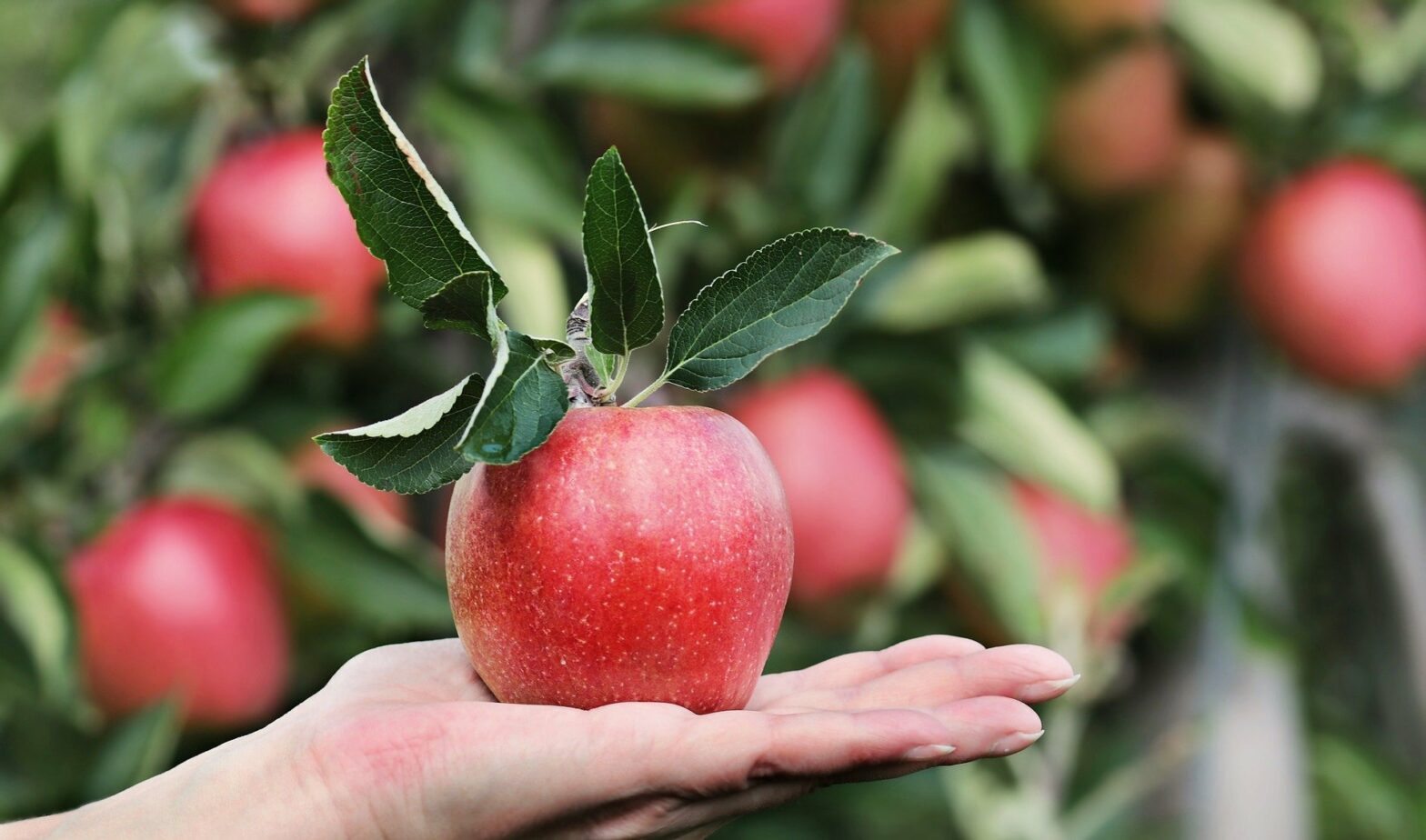 The Best Fruits To Eat For Weight Loss Pictellme
