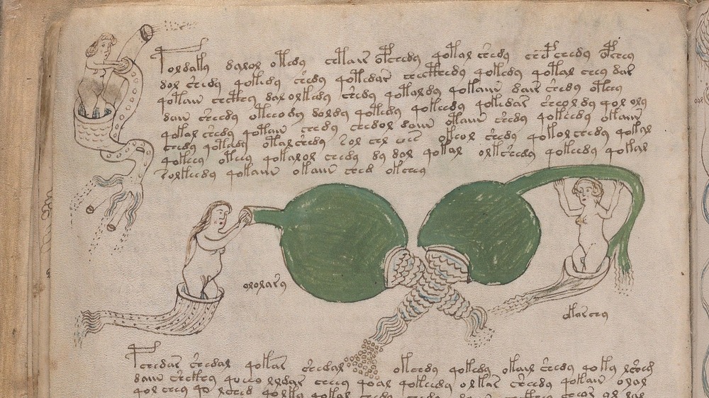 Voynich Manuscript 83v ovaries