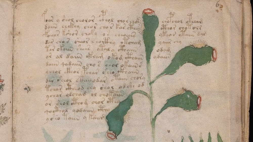 Voynich manuscript 6r herbal