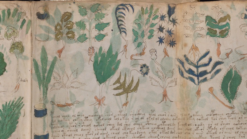 voynich manuscript 100v
