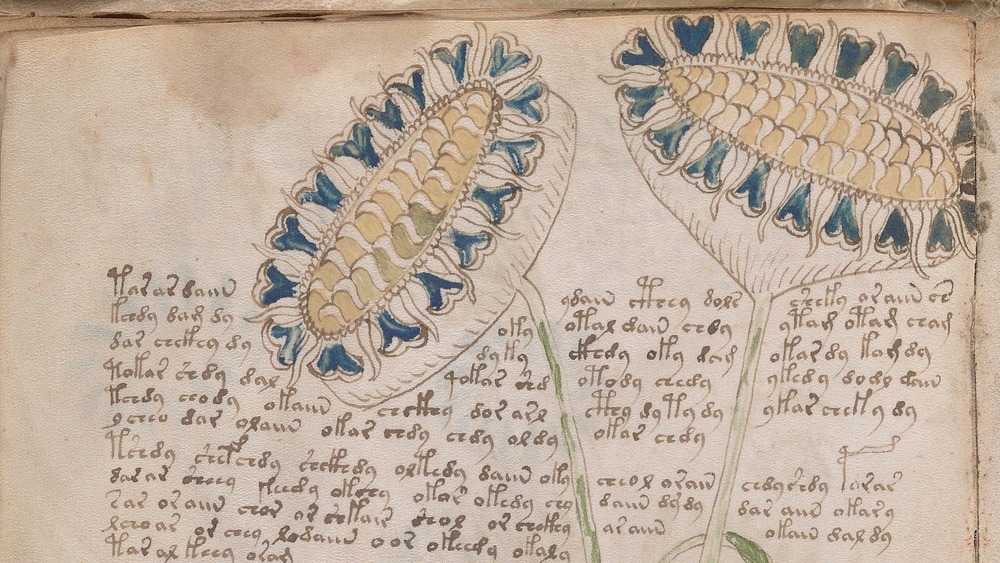 Voynich Manuscrip Sunflowers 33v