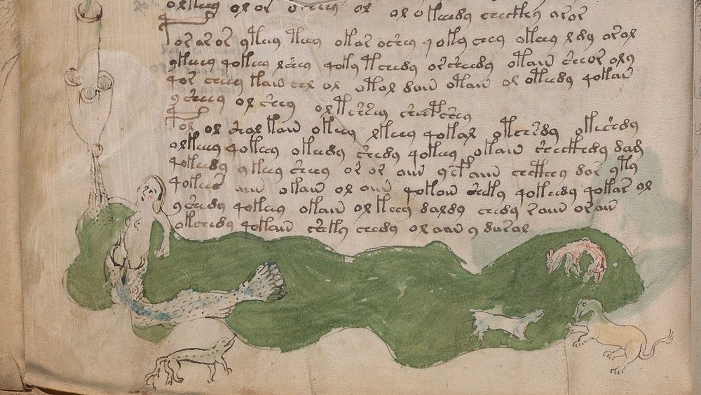 Voynich Manuscript 79v mermaid