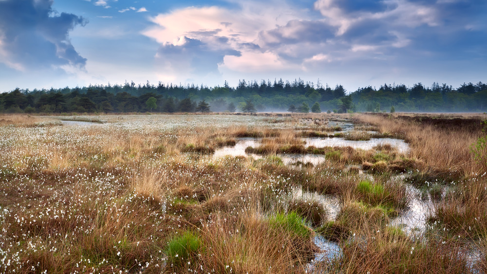 bog bog cotton