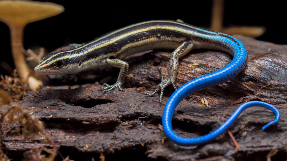 blue tailed skink lizard