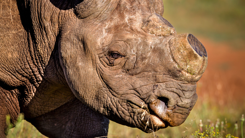 rhino missing its horn