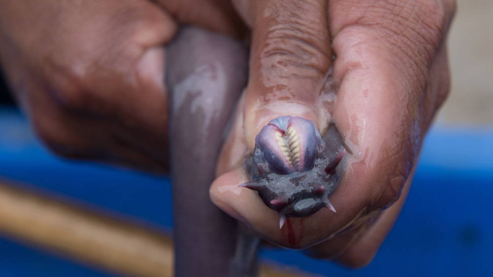 man holding a hagfish showing its teeth