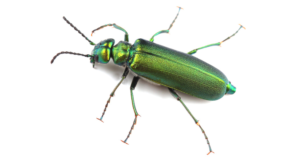 green Spanish fly blister beetle on white background